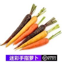 【顺丰】迷彩手指萝卜 彩色小萝卜500g 新鲜紫色黄色三色即食摆盘水果七彩迷你手指胡萝卜