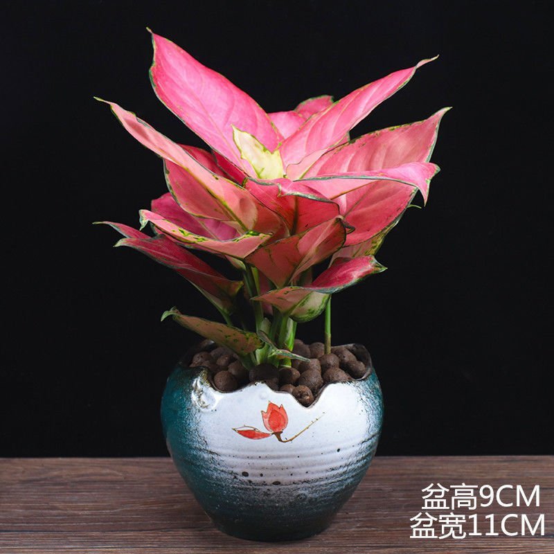 农资园艺吉利红如意皇后盆栽植物办公室内客厅花卉净化空气吸甲醛桌面