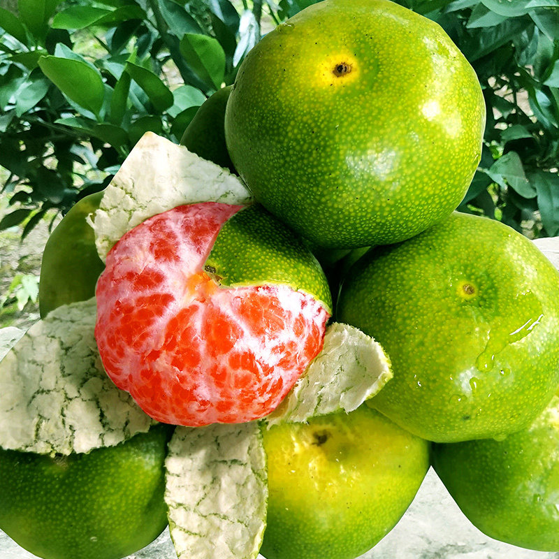 云南蜜桔5斤装新鲜水果云南高山蜜桔橘子现摘绿皮橘子孕妇水果酸甜