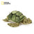 国家地理国家地理NG海洋系列 海龟 15cm毛绒玩具仿真动物 国美超市甄选