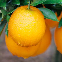 重庆奉节脐橙6个试吃装 水果橙子新鲜 当季现摘甜橙包邮