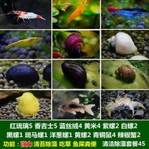 马来螺苹果螺观赏螺活体除藻螺鱼缸清洁吃鱼屎工具水族淡水螺套餐(栗色 默认版本)