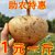 现挖凉薯土瓜5斤 云南农家种植白地瓜地萝卜沙葛新鲜蔬菜水果(精选优果+1斤)第2张高清大图