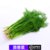 【顺丰】新鲜茴香菜 现摘茴香苗带根 露天荤包饺子馅料新鲜蔬菜 500g