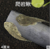 金苔鼠鱼活体淡水热带观赏鱼清道夫青苔鼠鱼缸清洁工具鱼除藻底栖(浅绿色 默认版本)