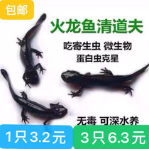 易东方火龙蝾螈小火龙鱼活体冷水清道夫垃圾工具清洁鱼缸小型观赏(小火龙5只5-8厘米 默认版本)