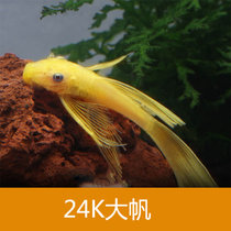 清道夫鱼热带鱼小型活体工具垃圾鱼除藻清洁鼠鱼观赏金鱼异形好养(24K大帆2条3~4cm 默认版本)