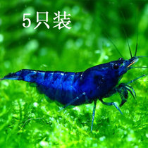 水族宠物蓝宝石活草缸清洁宠物虾除藻淡水观赏工具虾成体清苔包损(蓝宝石虾5只 默认版本)