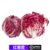 【顺丰】新鲜落地球生菜 紫苣 红菊苣 红叶包菜 沙拉菜(500g)