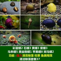 马来螺苹果螺观赏螺活体除藻螺鱼缸清洁吃鱼屎工具水族淡水螺套餐(藏青色 默认版本)