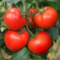 普罗旺斯水果西红柿5斤新鲜蔬菜农家自然熟沙瓤小番茄即食(【5斤装】品质升级❤❤普通中果，推荐下面☟☟☟)