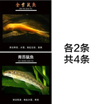 观赏鱼清洁鱼金苔鼠鱼缸除藻吃垃圾青苔鼠老鼠鱼清道夫工具鱼活体(青苔/金苔各2条备损1共5条 默认版本)