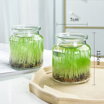 9.8元2个生态小鱼缸微景观四季水培植物草种子玻璃插花瓶创意摆件(中等)