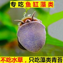 食藻大田螺活体除藻河蚌冷水清洁鱼缸黑金刚斑马苹果鲍鱼工具青苔(4-5厘米螺【1个】除丝藻 默认版本)