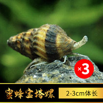 水族观赏螺淡水清洁除藻苹果螺彩蛋螺杀手螺工具螺蜗牛活体黄金螺(蜜蜂宝塔螺3只装（9折优惠） 默认版本)
