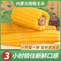 秋天的味道内蒙古甜糯玉米230g*10根 3小时锁鲜 每穗≥260g特级玉米  口感佳 不粘牙