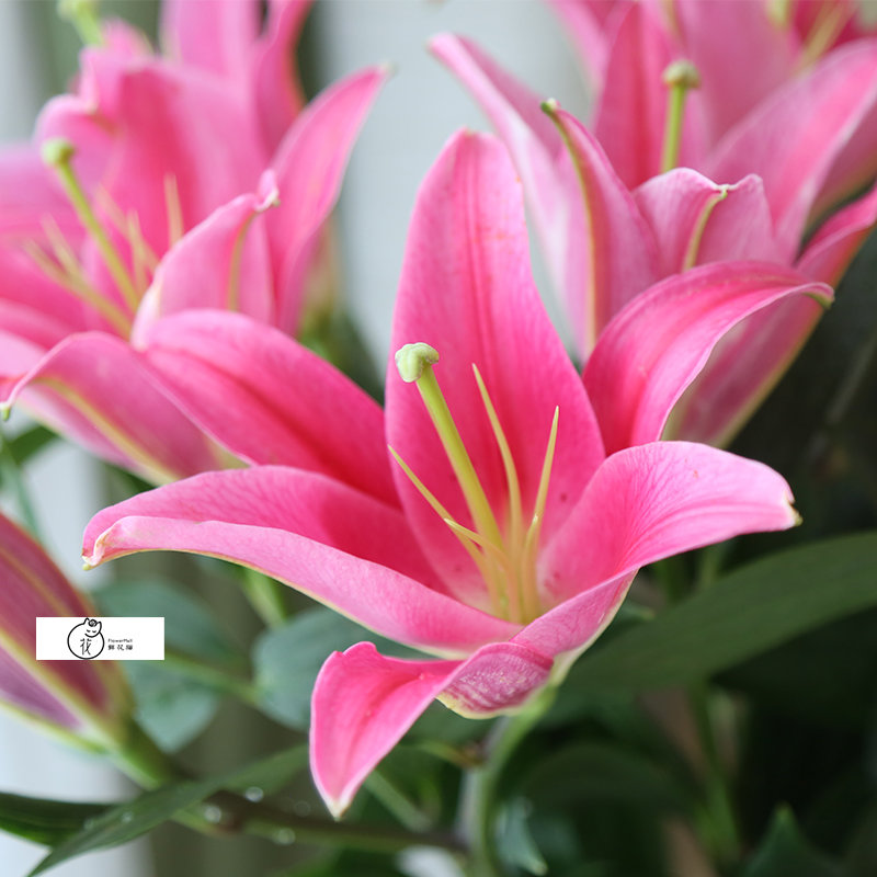 鲜花猫香水百合鲜花昆明产地直发粉红色30个花苞