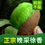 【9甜1酸】陕西周至徐香猕猴桃应季水果(24枚精品装（单果80-100）)