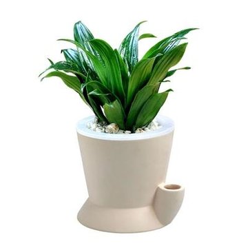 【花清枫】太阳神 办公桌植物盆栽花卉 桌面水养盆景 防辐射(白斗款)