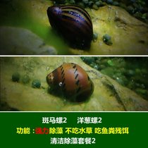 马来螺苹果螺观赏螺活体除藻螺鱼缸清洁吃鱼屎工具水族淡水螺套餐(白色 默认版本)