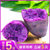 新鲜紫薯小紫薯5斤迷你番薯越南紫薯现挖地瓜小香薯蔬菜10包邮(3斤)