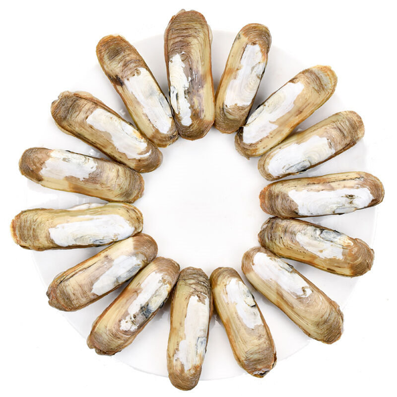 味库海鲜江苏连云港双头蛏子3040头斤约1kg约1000g