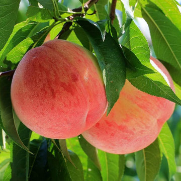 山东特产冬桃金秋红蜜2.5公斤8-12个装(2500g)