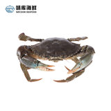 WECOOK台山鲜活青蟹约3两*2 膏蟹 大螃蟹 产地直采 海鲜水产