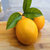 （限量2000件）四川特产精选黄柠檬2斤/3斤包邮 产地直发 新鲜多汁(柠檬-2斤)第4张高清大图