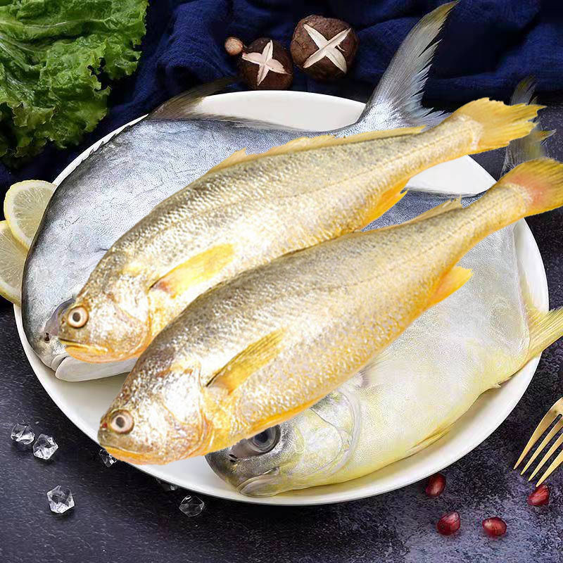 【山东光鲜生海鲜水产图片】海捕黄花鱼2条 金鲳鱼2