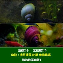 马来螺苹果螺观赏螺活体除藻螺鱼缸清洁吃鱼屎工具水族淡水螺套餐(乳白色 默认版本)