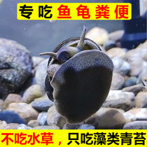 食藻大田螺活体除藻河蚌冷水清洁鱼缸黑金刚斑马苹果鲍鱼工具青苔(2-4厘米螺【4个】除丝藻 默认版本)