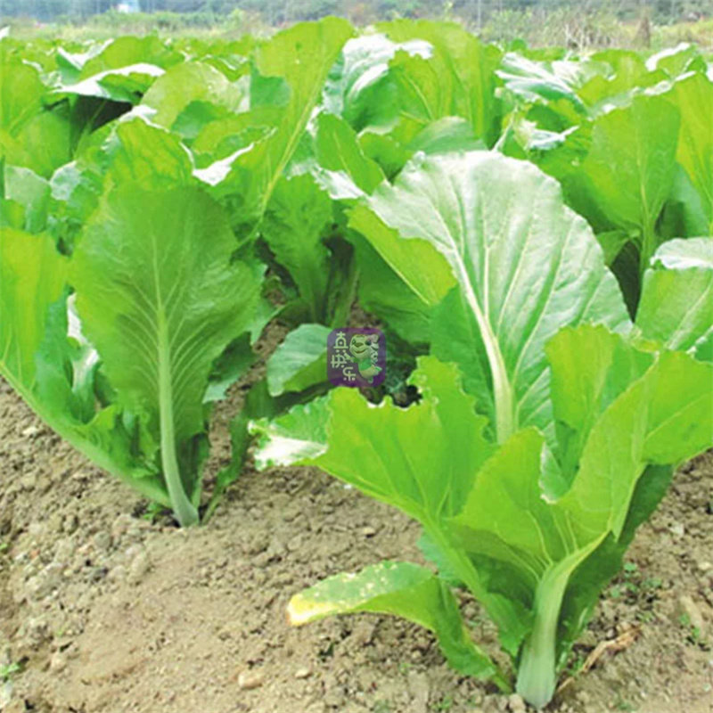 西南云南青菜高山新鲜芥菜大叶青菜5斤大苦菜特色蔬菜农家特产品冲菜