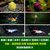 马来螺苹果螺观赏螺活体除藻螺鱼缸清洁吃鱼屎工具水族淡水螺套餐(荧光绿 默认版本)