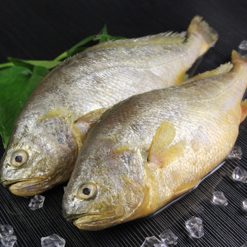 新鲜大黄花鱼 600g/条 冰鲜大黄花 深海黄鱼 大连海鲜 【大渔场】