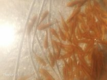 鱼池清道夫垃圾鱼鱼缸冷水清理清洁工具黄色除藻工具鱼女王吃屎(黄色清道夫3-5cm3条 默认版本)