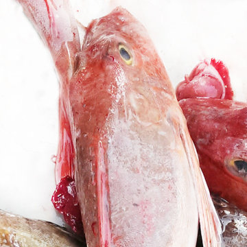 新鲜大红头鱼 约600g/条 红娘鱼 大红娘鱼 海产品 新鲜红头鱼 鲜活