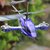 遥控飞机 无人直升机合金儿童玩具 飞机模型耐摔遥控充电动飞行器(蓝色 一个机身一块电池)