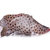 印尼老鼠斑 500g/条 肉质鲜美鲜活海鲜航空冷链配送 海鲜水产(自定义)