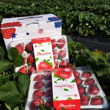 小趣园iuv爆款安徽长丰红颜奶油草莓现摘现卖自然成熟