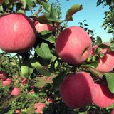 杞农优食山西红富士苹果约4.5kg家庭装单果75-85mm 产地直发  质细汁多 口感脆甜