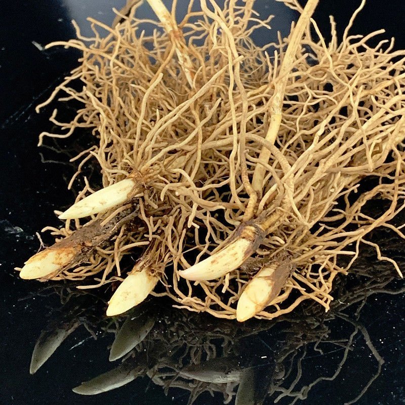 兰花种球阳台室内盆栽当年四季开花耐寒(铃兰带芽根系29颗)图片大全