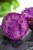 鲜果突击队云南新鲜紫罗兰蜜薯产地直发(新鲜紫薯 3斤装)