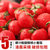 千禧果圣女果小番茄西红柿子新鲜蔬菜非海南水果生吃5斤现摘现发(5斤精品)第2张高清大图