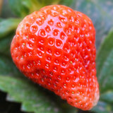 新鲜红颜草莓 现摘先发丹东99奶油大草莓 当季农家孕妇水果精选大果3斤装(4盒中果(单果13g左右)96枚)