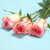 花港码头 鲜花超市 单枝玫瑰 选用云南A级鲜花花材 满59元包邮(红袖粉色)