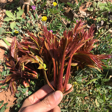 順豐空運當季頭茬香椿新鮮香椿芽鮮嫩紅椿芽紅香椿天然露天生長香春