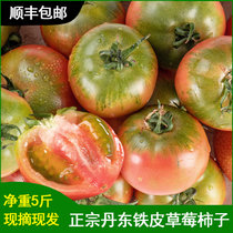 正宗丹东铁皮柿子  草莓西红柿盘锦碱脆柿子新鲜水果番茄(1.5kg(3斤一箱）)