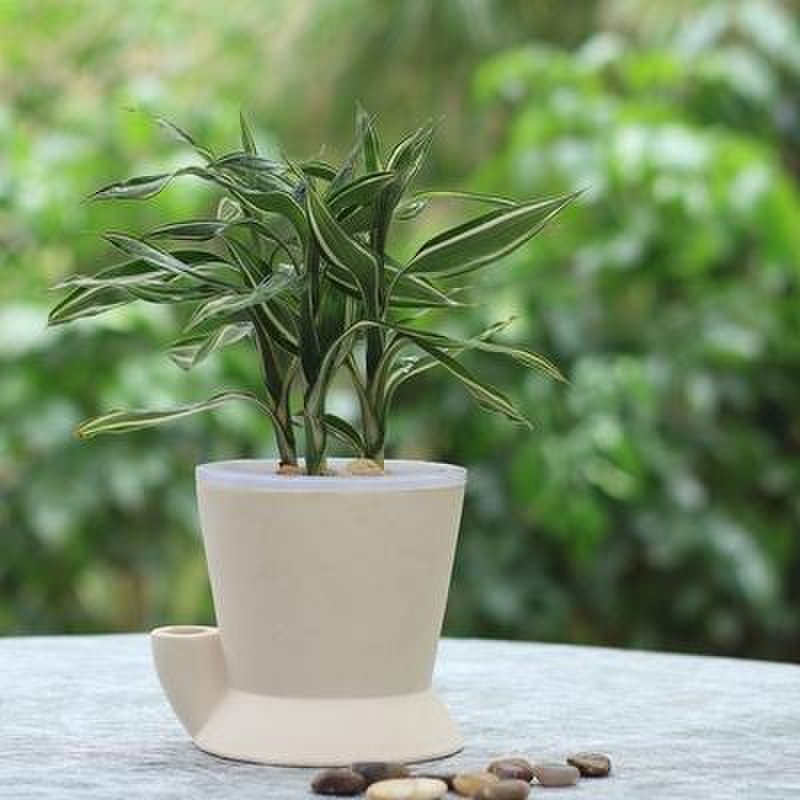 【花清枫时尚饰品银边竹白斗图片】富贵竹办公室防辐射盆栽 室内水培