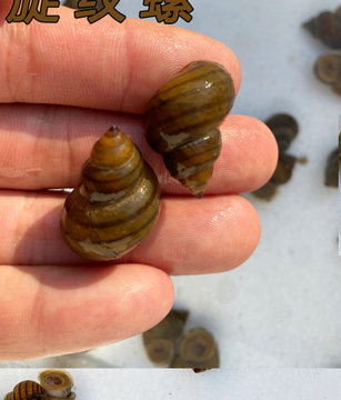 粪便淡水好养冷水原生观赏田螺活体河蚬特惠旋纹螺23厘米5个默认版本
